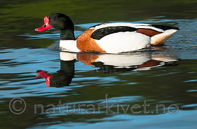 BB 11 0428 / Tadorna tadorna / Gravand